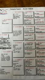 Postduiven wit, Dieren en Toebehoren, Meerdere dieren, Postduif