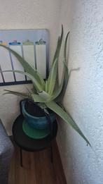 Alöe vera plant in blauwe pot, Huis en Inrichting, Kamerplanten, Ophalen, Vetplant, Halfschaduw, In pot