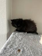 Kater te koop (7 weken), Dieren en Toebehoren, Katten en Kittens | Overige Katten, Kater, Kortharig, 0 tot 2 jaar