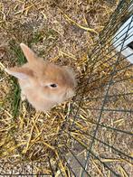 Dwergkonijnttjes ram en voedster, Dieren en Toebehoren, Meerdere dieren, Dwerg, 0 tot 2 jaar