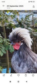 Poolse kuifhoen kriel haan 6 maanden oud. Gratis, Dieren en Toebehoren, Pluimvee, Mannelijk, Kip