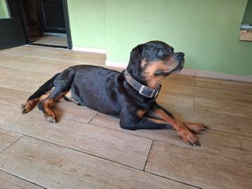 Rottweiler opgezet  beschikbaar voor biedingen