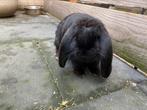 Gratis af te halen lieve Franse Hangoor ram, Dieren en Toebehoren, Konijnen, Mannelijk, Groot, Hangoor