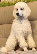 Koningspoedel, (Grote Poedel) puppy met stamboom, Dieren en Toebehoren, Poedel, België, Particulier, Rabiës (hondsdolheid)