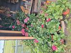 Te koop roze hortensia s, Ophalen of Verzenden, Hortensia, Minder dan 100 cm
