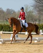 Dressuurmatig trainen van uw paard, Weidegang, 2 of 3 paarden of pony's