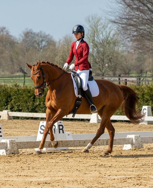 Dressuurmatig trainen van uw paard, Dieren en Toebehoren, Stalling en Weidegang, Stalling, Weidegang, Toebehoren, 2 of 3 paarden of pony's