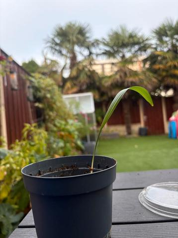 Chinese Waaierpalm - Trachycarpus fortunei beschikbaar voor biedingen