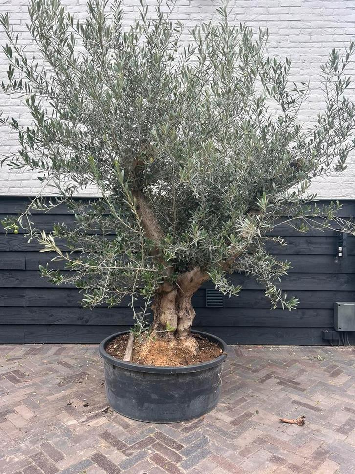 Olijfboom laag vertakt, Tuin en Terras, Planten | Bomen, Olijfboom, 100 tot 250 cm, Volle zon, Zomer, Ophalen