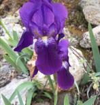 Baardirissen in pot - Prachtige bloemen!, Ophalen of Verzenden, Lente, Vaste plant, Volle zon