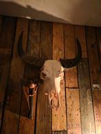 Grote Echte Buffelschedel, Ophalen of Verzenden, Gebruikt