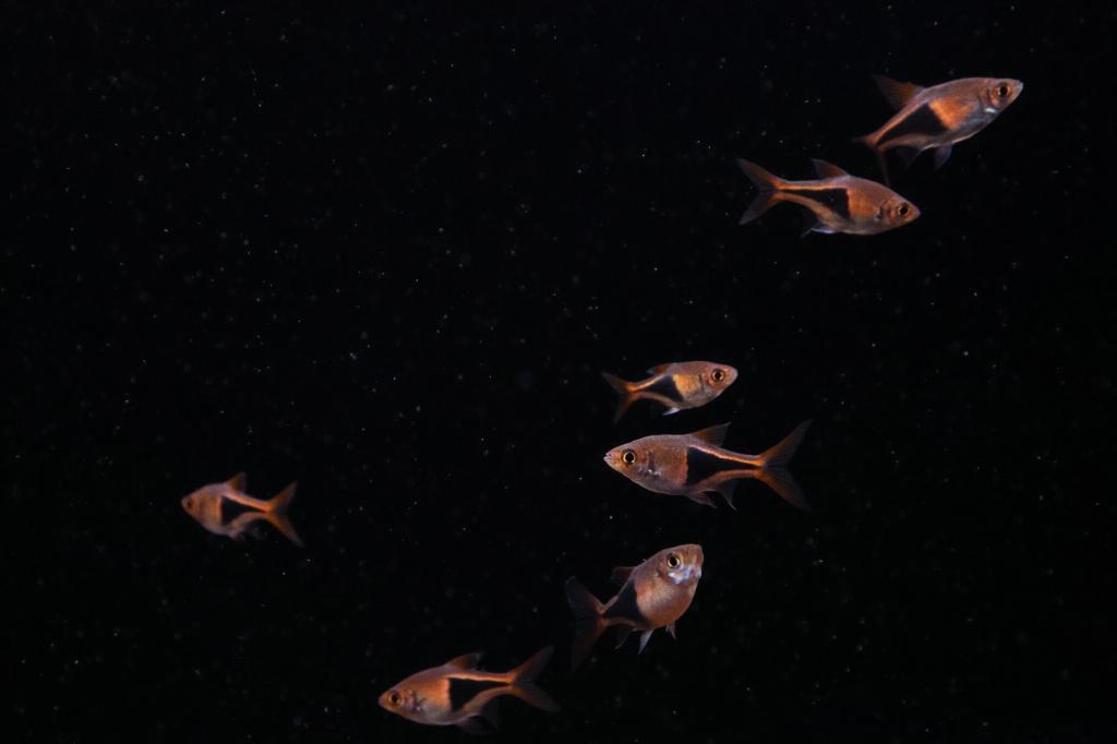 Kegelvlekrabora, Dieren en Toebehoren, Vissen | Aquariumvissen, Vis, Zoetwatervis, Schoolvis