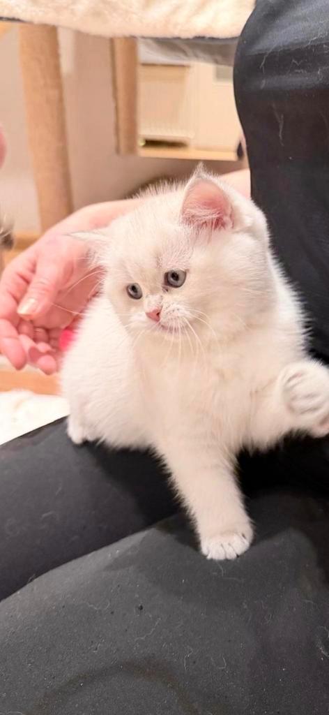 Golden Point, Golden Black  britse  korthaar  kittens  met s, Dieren en Toebehoren, Katten en Kittens | Raskatten | Korthaar, Poes