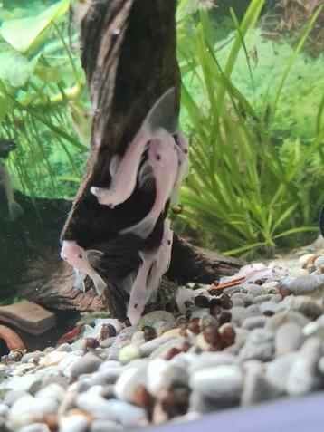 Snowwhite Ancistrus te koop  beschikbaar voor biedingen