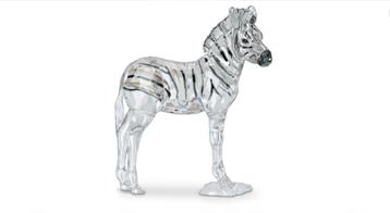 nieuw het jong van Amai 2021 zebra jong Zuri  beschikbaar voor biedingen