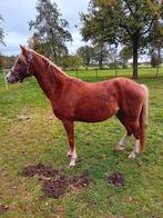 Whels pony merrie, Dieren en Toebehoren, Pony's, Merrie, C pony (1.27m tot 1.37m), 3 tot 6 jaar