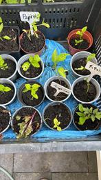 Groente tuin Paprika, Tuin en Terras, Ophalen, Volle zon, Groenteplanten, Eenjarig