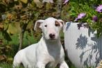 Bull terrier pups, Dieren en Toebehoren, Bull Terriër, Rabiës (hondsdolheid), 8 tot 15 weken, Buitenland