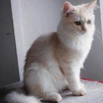 Unieke Ragdoll kater – 6 maanden – Aanhankelijk & Speels, Dieren en Toebehoren, Katten en Kittens | Raskatten | Langhaar, Kater