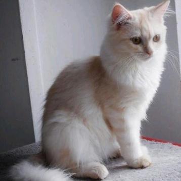 Unieke Ragdoll kater – 6 maanden – Aanhankelijk & Speels beschikbaar voor biedingen