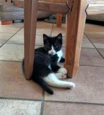 kitten, Dieren en Toebehoren, Kater, Kortharig, 0 tot 2 jaar