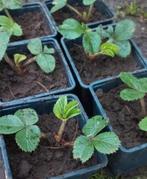 Aardbei planten, Zomer, Ophalen, Volle zon