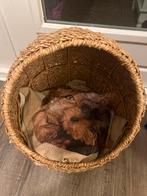 Rieten Mand - Opslag of Decoratie, Mand, Rond, Ophalen of Verzenden, Zo goed als nieuw