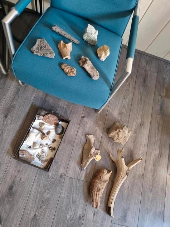 collectie fossielen, Verzamelen, Dierenverzamelingen, Gebruikt, Overige typen, Overige soorten, Ophalen of Verzenden