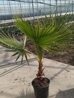Washingtonia Robusta, Mexicaanse waaierpalmen., Ophalen, Overige soorten