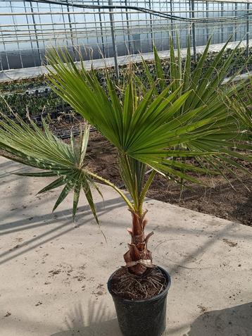 Washingtonia Robusta, Mexicaanse waaierpalmen. beschikbaar voor biedingen