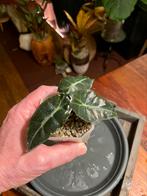 Alocasia Polly-baby plant, Huis en Inrichting, Kamerplanten, Overige soorten, Minder dan 100 cm, Halfschaduw, Ophalen