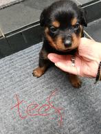 Raszuivere rottweiler pups  nog  1 REUTJE en 1 teefje, Rabiës (hondsdolheid), 8 tot 15 weken, Meerdere, Meerdere dieren