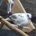 Bont Bonte diamantduif doffer / man, Dieren en Toebehoren, Vogels | Overige Vogels, Mannelijk, Tropenvogel