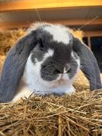 Prachtige Raszuivere Franse Hangoor Ram, Mannelijk, Groot, Hangoor, 0 tot 2 jaar