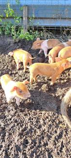 Husumer biggetjes, Dieren en Toebehoren, Schapen, Geiten en Varkens, Meerdere dieren, Varken, 0 tot 2 jaar