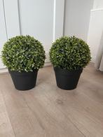 Kunst Buxus Planten - Set van 2, Ophalen of Verzenden, Nieuw, Binnen
