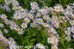 Herfstaster en aster ageratoides asran, Ophalen, Herfst, Vaste plant, Overige soorten