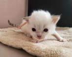 Lilac en Chocolate Ragdoll kittens met stamboom, Meerdere dieren, Met stamboom, 0 tot 2 jaar