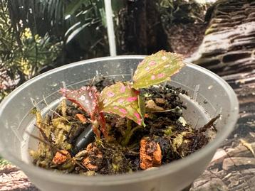 Begonia Hairy Pink Spot beschikbaar voor biedingen