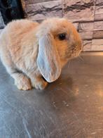 Lieve hangoortjes, Dieren en Toebehoren, Meerdere dieren, Dwerg