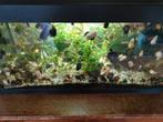 Volledig Aquarium en toebehoren, Vis
