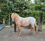 Fjord x appaloosa ruin, Dieren en Toebehoren, Pony's, Ruin, Ontwormd, 3 tot 6 jaar
