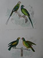 Litho in kleur, vier vogels, groene parkieten Mignoret 1841, Antiek en Kunst, Verzenden
