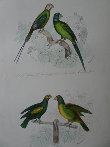Litho in kleur, vier vogels, groene parkieten Mignoret 1841 beschikbaar voor biedingen