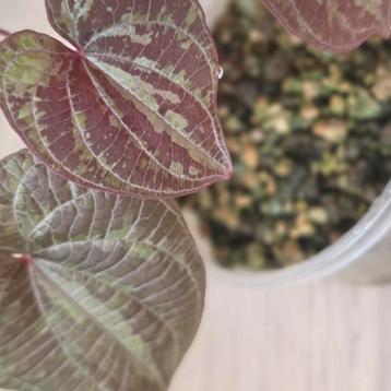 Dioscorea discolor beschikbaar voor biedingen