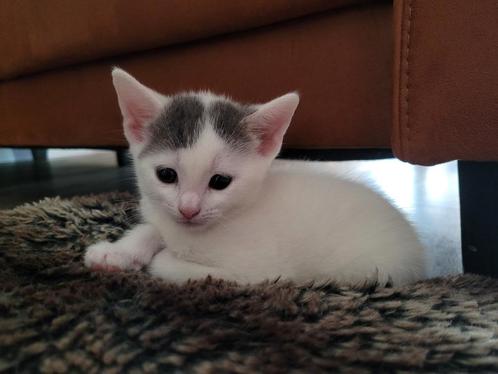 Nog 1 wit met mooi muis grijs kitten katertje te koop!, Dieren en Toebehoren, Katten en Kittens | Overige Katten, Kortharig, Kater