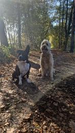 Hondenoppas voor 2 honden gezocht voor juli 2026, Diensten en Vakmensen, Dieren | Honden | Verzorging, Oppas en Les