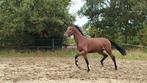 Stoere 3.5 jarige hengst, Dieren en Toebehoren, Paarden, Hengst, 3 tot 6 jaar