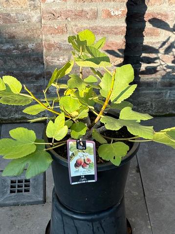 Super leuke bonsai achtige vijgenboom in pot aangeboden!! beschikbaar voor biedingen