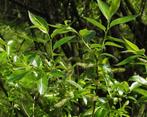 **ACTIE** Salix pentandra, Laurierwilg, wilg, Ophalen of Verzenden, Overige soorten, Struik, Minder dan 100 cm